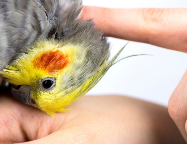 Why Bond With Your Cockatiel?