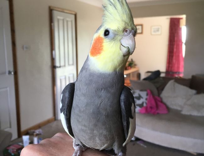 The Joy of Owning a Cockatiel
