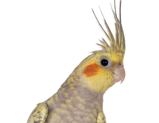 What to Look for in a Cockatiel