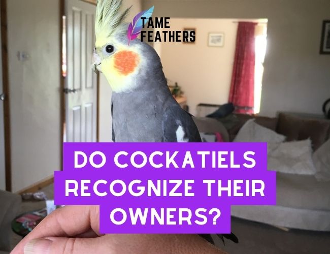 Do Cockatiels Recognize Their Owners? What You Need To Know About These Amazing Pets