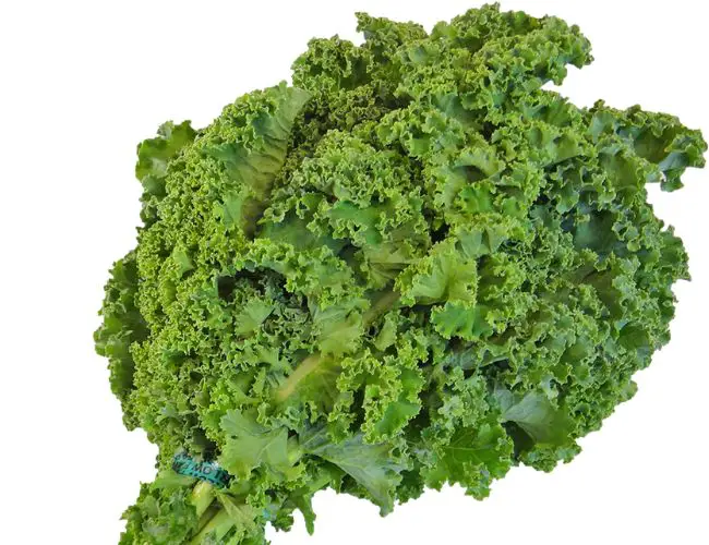 Bringing Kale Into Your Cockatiel's Diet