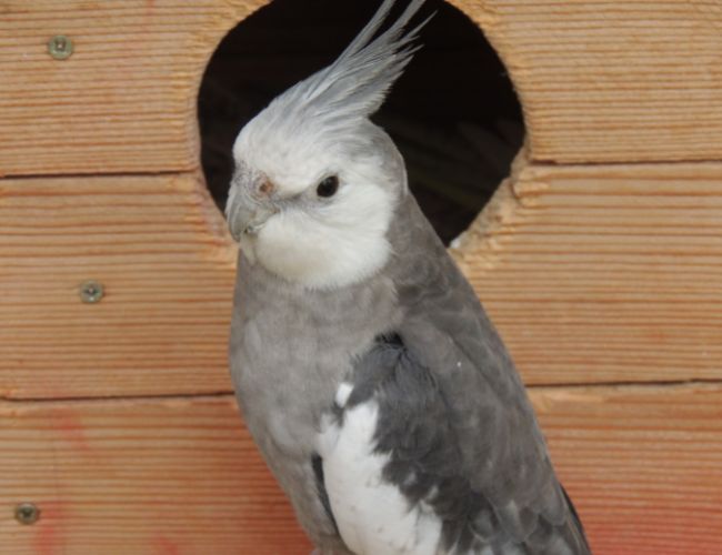Where To Find Cockatiels For Sale In Chicago