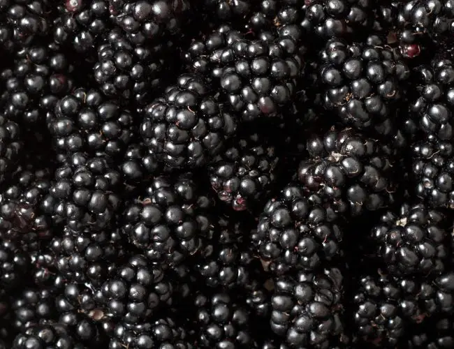Are Blackberries Safe for Cockatiels?