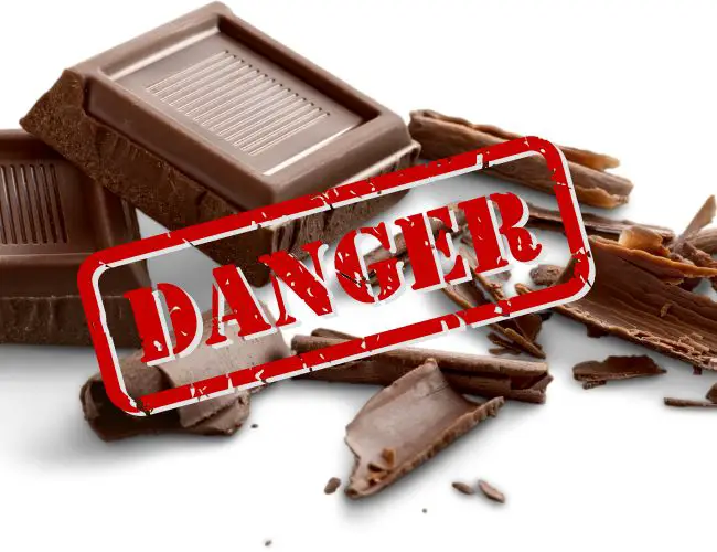 What Kind of Chocolate is Safe?