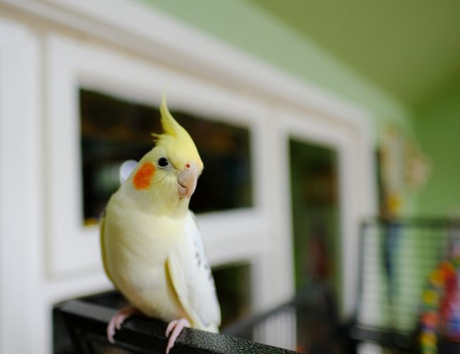 Cockatiels and You!