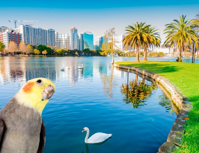 Find Your Dream Pet in Orlando!