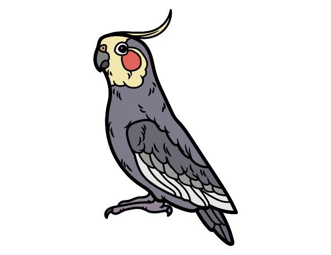 What Makes Cockatiel Drawing Cute?