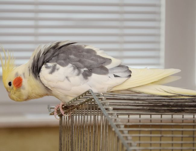 Teaching Your Cockatiel to Sing Totoro
