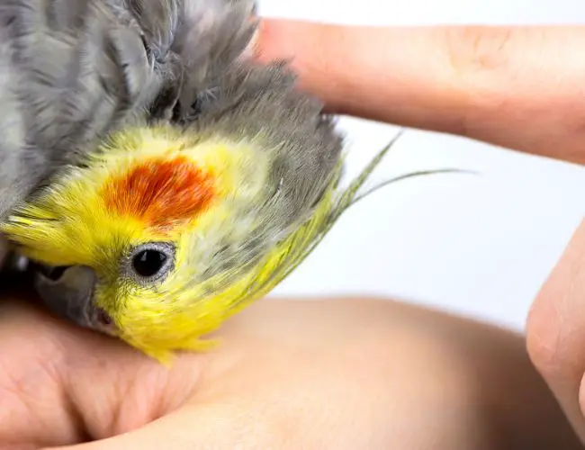 Do Cockatiels Recognize Their Owners? 