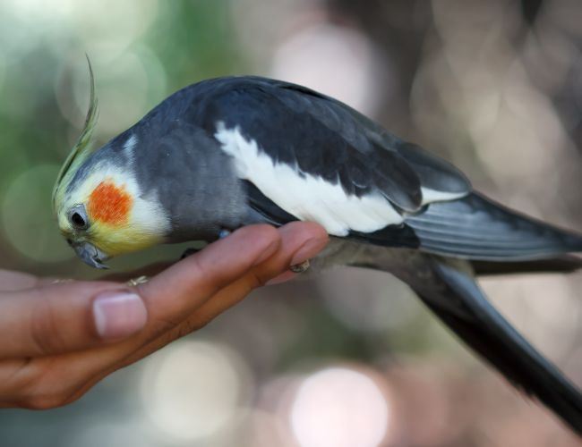 How Do Cockatiels Recognize Their Owners?