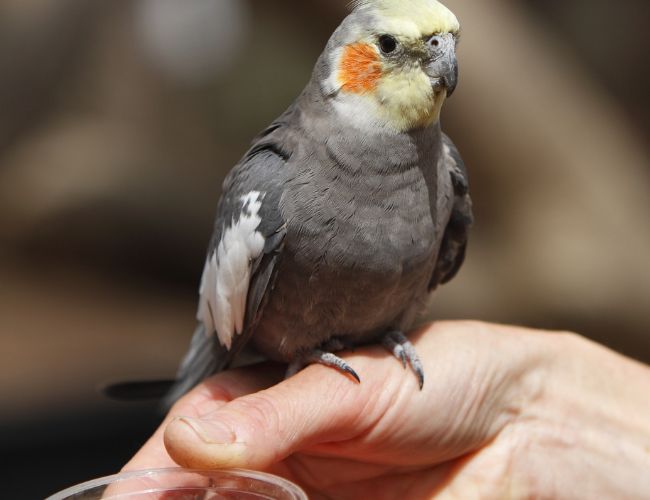 Ways To Hold a Cockatiel