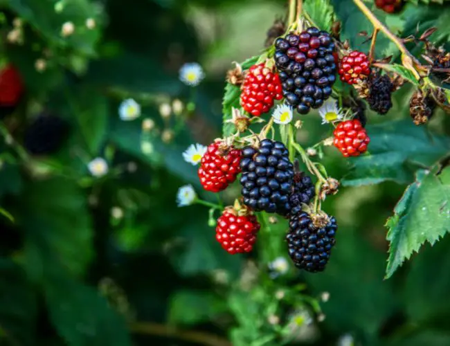 How to Feed Blackberries to Cockatiels