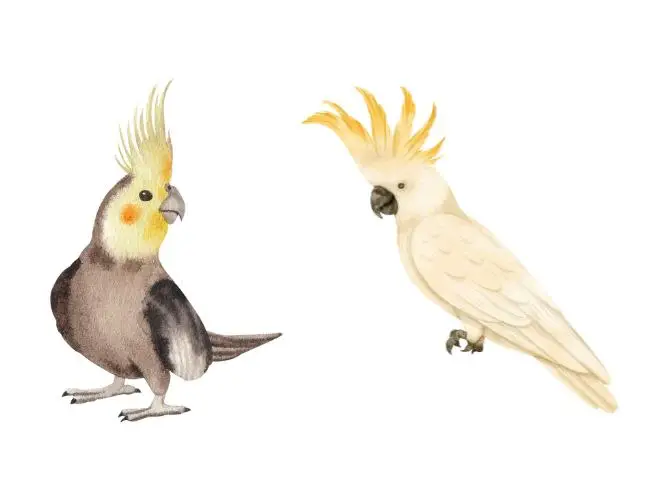 Uncovering the History of the Cockatiel-Cockatoo Hybrid