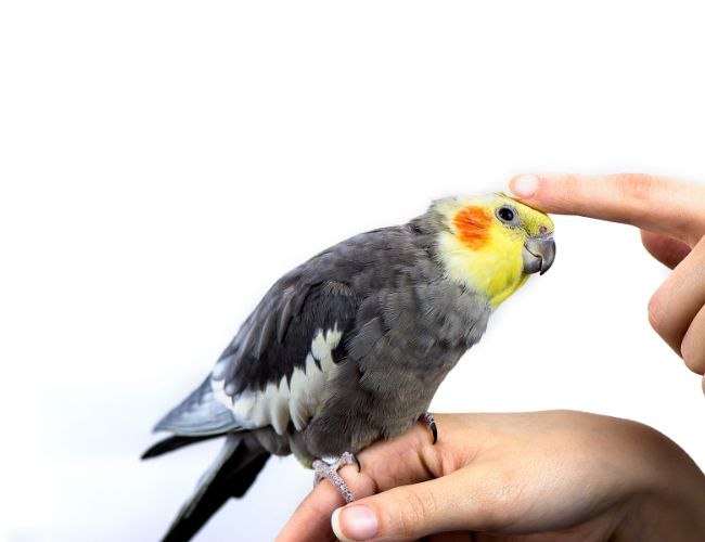 Factors to Consider When Feeding Oats to Cockatiels