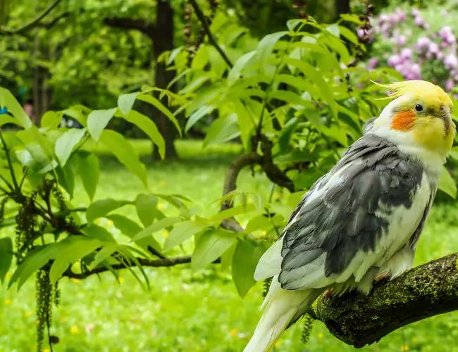 Discovering Avian Disease Potentials for Outdoor Cockatiels