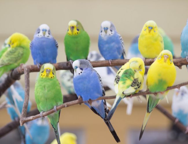 Cockatiels and Other Parrots