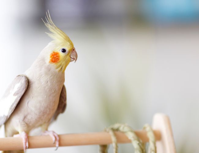 Preparing Your Bird for Learning
