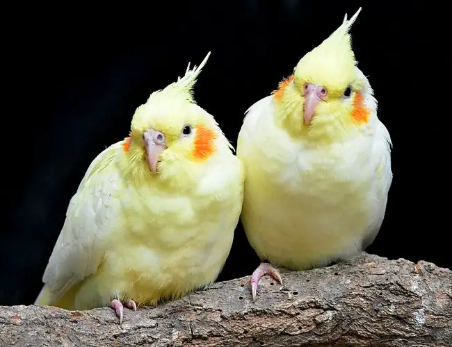 Can Cockatiels Enjoy This Superfood?