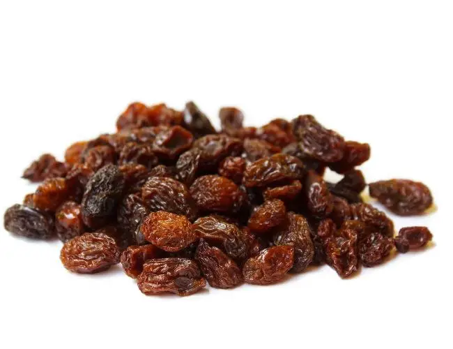 Risks of Eating Raisins for Cockatiels