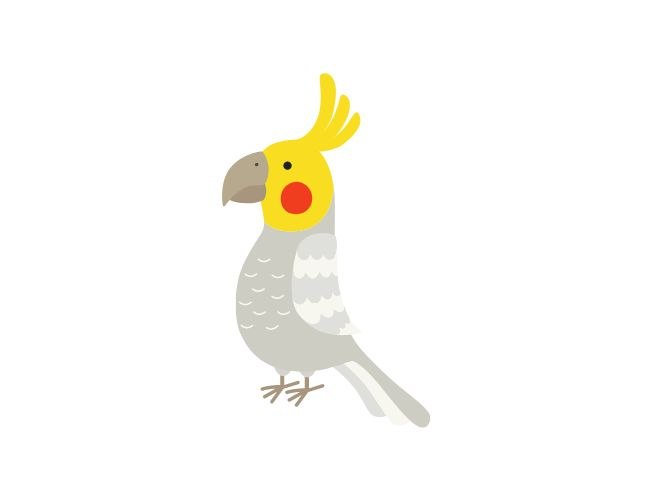 Get Ready to Showcase Your Cockatiel Drawing!