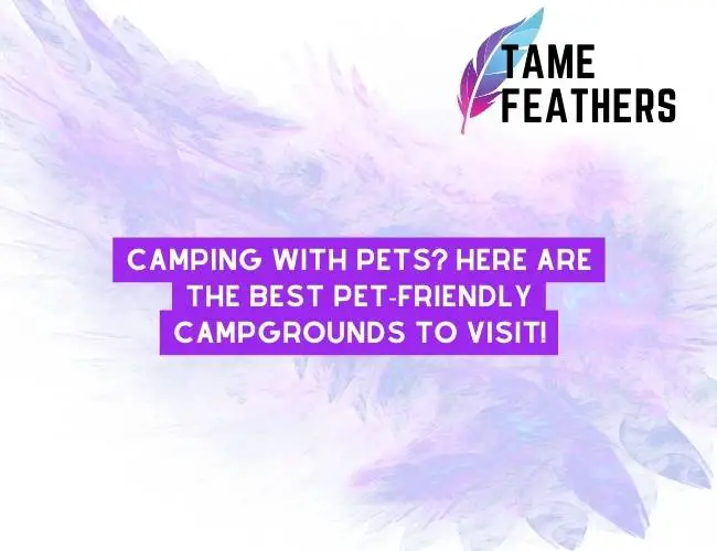 Camping with Pets