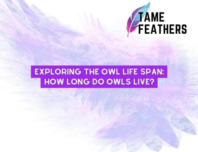 Exploring The Owl Life Span